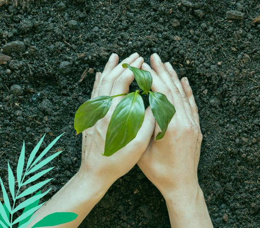 pair of hands planting leafs in black soil