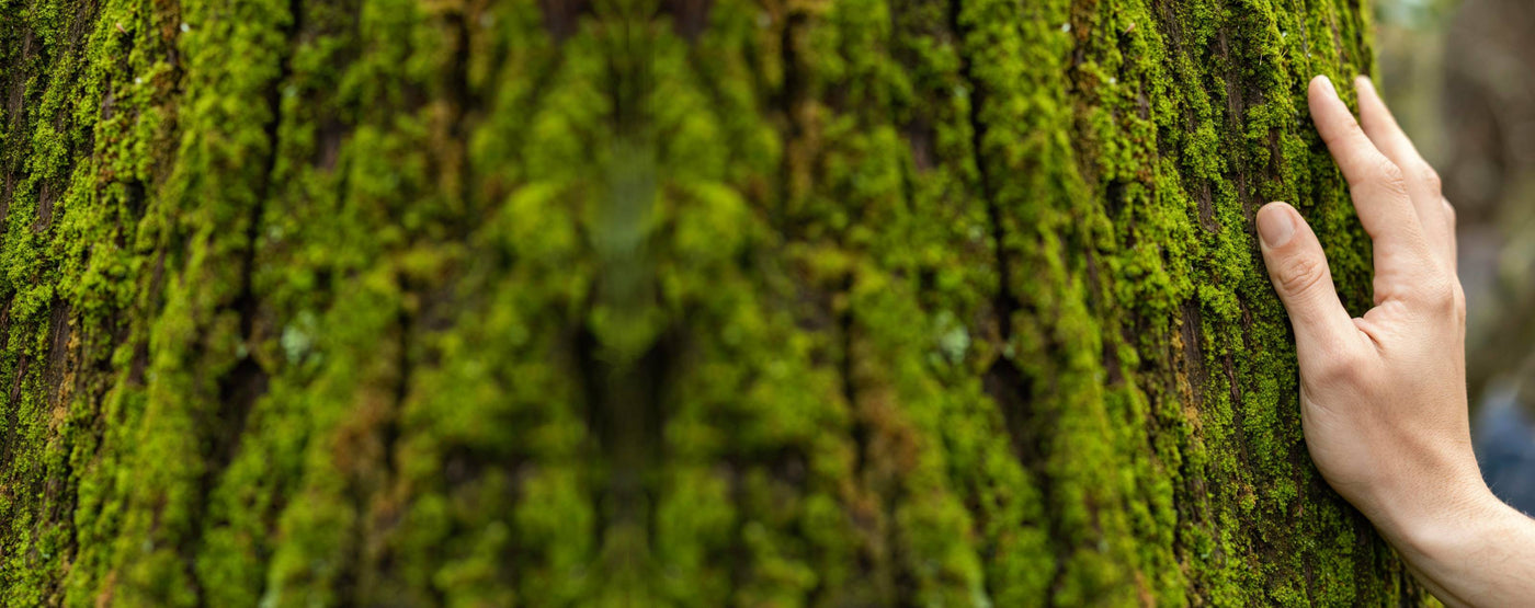 hand touching tree with green moss, eco friendly